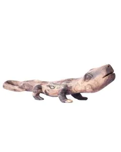 Lizard/Mjusi Kongore