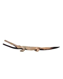 Mamba/Crocodile