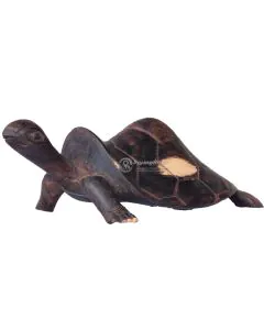 Kobe/Tortoise