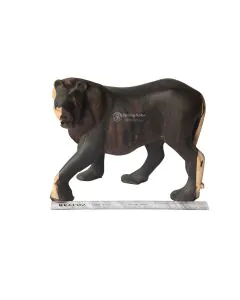 Simba/Lion #8