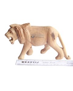 Simba Mweupe/Lion Ivory