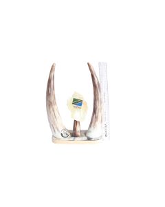 Horn Cow Deco